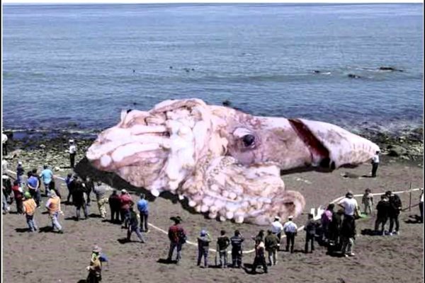 Kraken даркнет рынок ссылка
