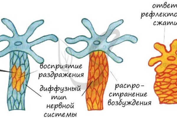Кракена точка нет